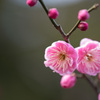 【大船植物園(鴛鴦)】20150207.jpg