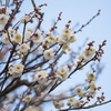 【大船植物園(玉牡丹)】20150207.jpg