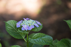 相模原北公園【紫陽花： リベラ】20190616