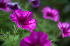 【庭の花・ペチュニア】20140831