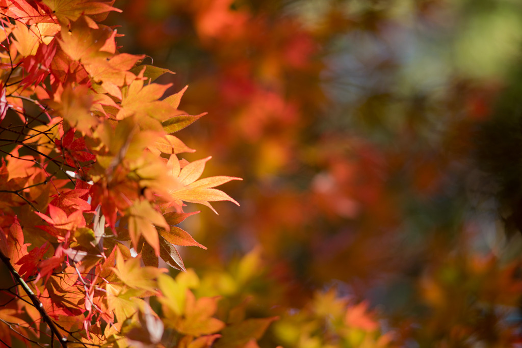 薬師池公園【菖蒲田右側の紅葉】⑤20201115