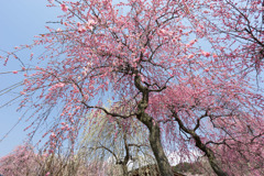 いなべ市梅林公園【満開の梅苑】⑤20190315