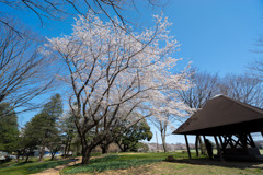 昭和記念公園【渓流広場の一本桜】②20200326