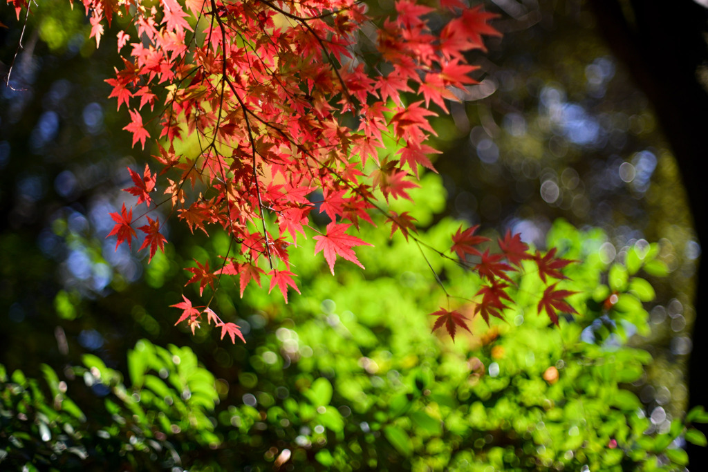 都内紅葉巡り【旧古河庭園：心字池周辺の紅葉】⑤20251128