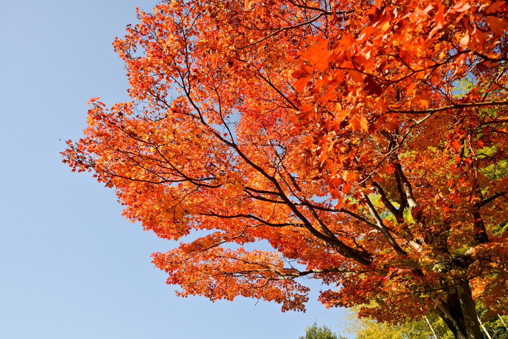 昭和記念公園【日本庭園の紅葉：周遊道沿いの眺め】③20251117