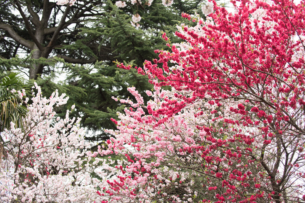 【新宿御苑(ハナモモ)】③20160402