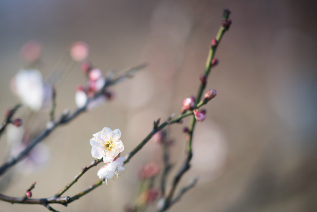 府中市郷土の森【早咲き梅：沖縄】20230121