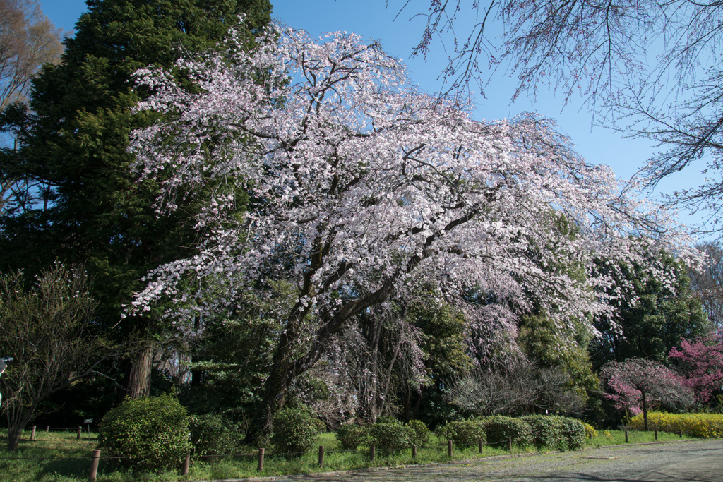 神代植物公園【枝垂れ桜】①20230319