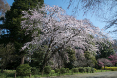 神代植物公園【枝垂れ桜】①20230319