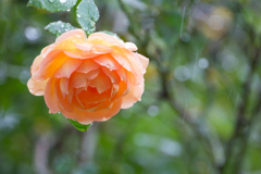 【横浜こども植物園(薔薇：レディ・オブ・シャーロット)】20161008