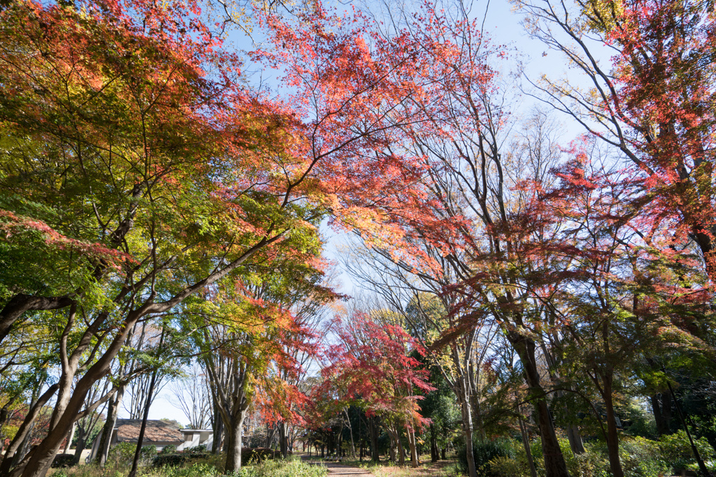 神代植物公園【自由広場の紅葉】①20211127