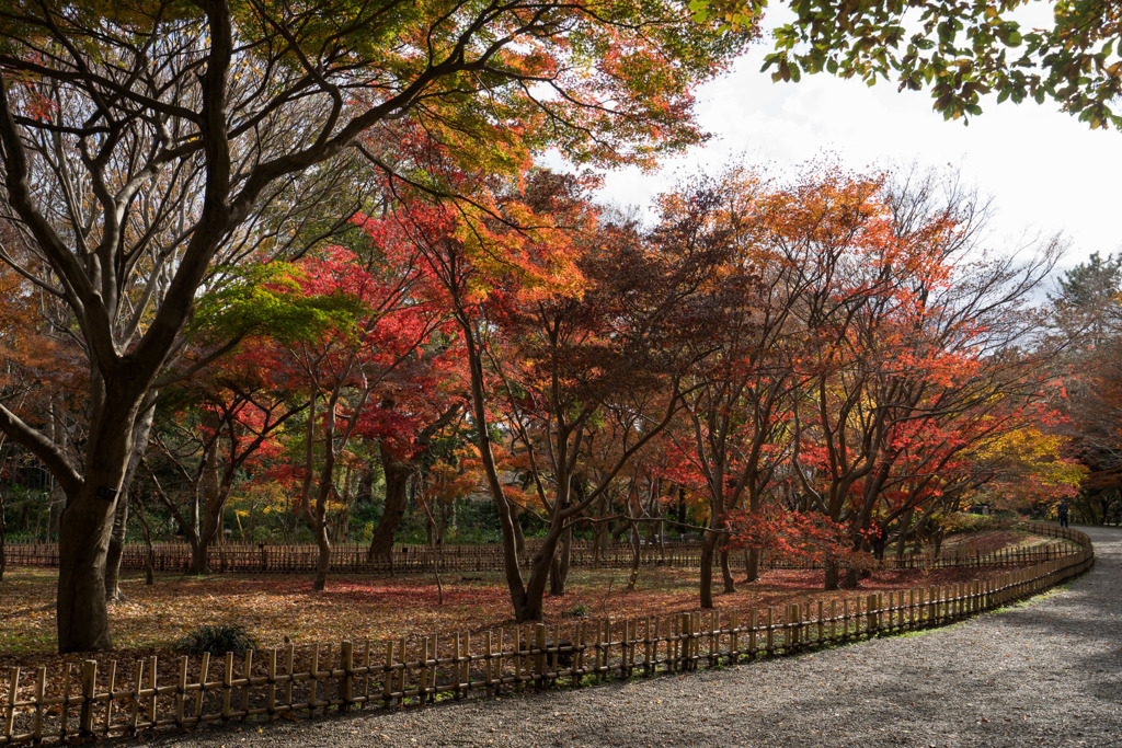 神代植物公園【かえで園の紅葉】①20181208