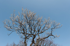 【神代植物公園(新茶青)】20150228
