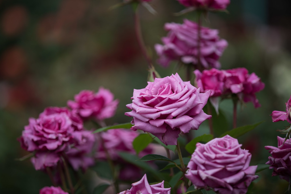 花菜ガーデン 春バラ 紫雲 By 写真道楽人 Id 写真共有サイト Photohito