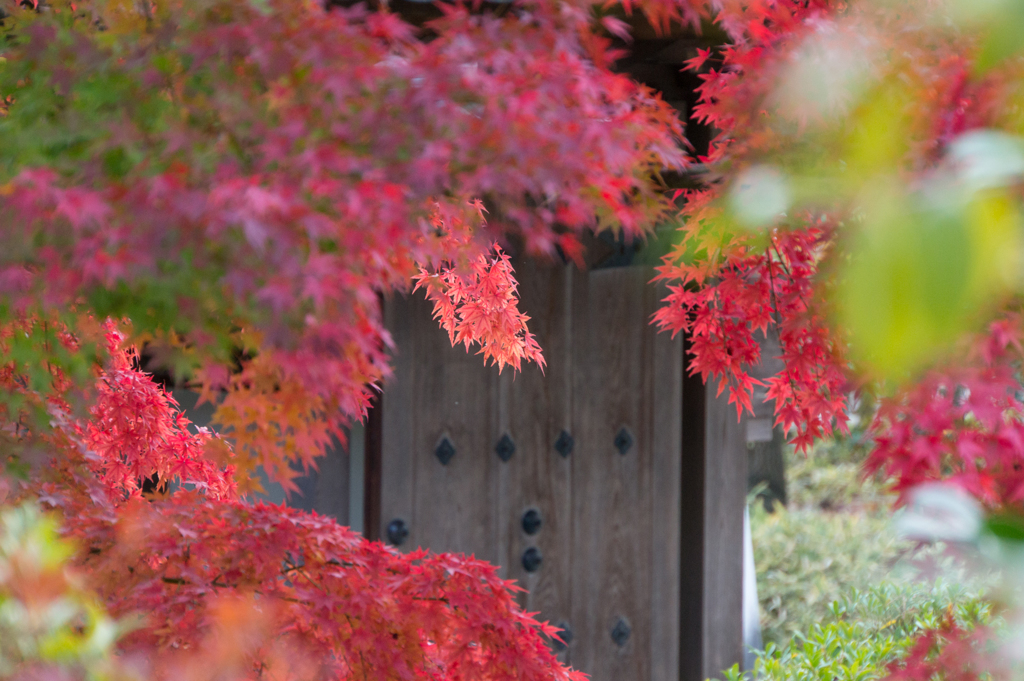 【好古園の紅葉】②20161116