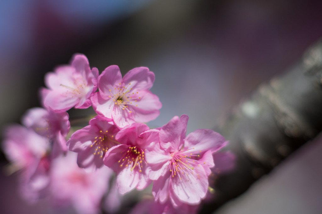 本牧山頂公園【サクラ：横浜緋桜】③20200321