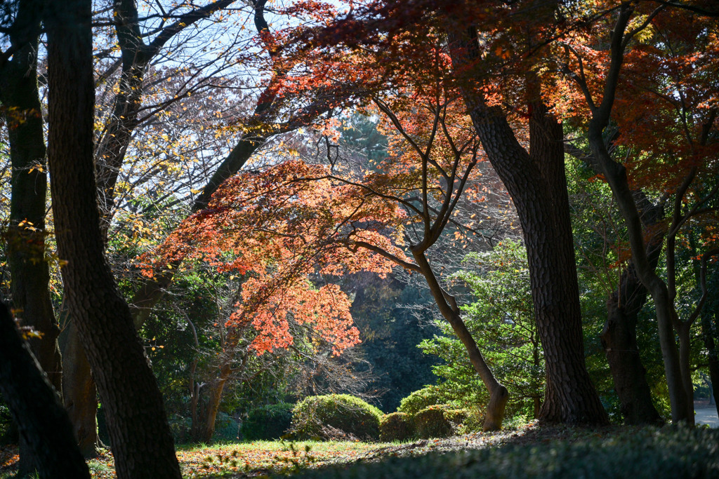新宿御苑【中の池付近の紅葉】①20241206