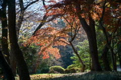 新宿御苑【中の池付近の紅葉】①20241206