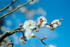 大船フラワーセンター【梅の花：玉牡丹】②20220211銀塩NLP