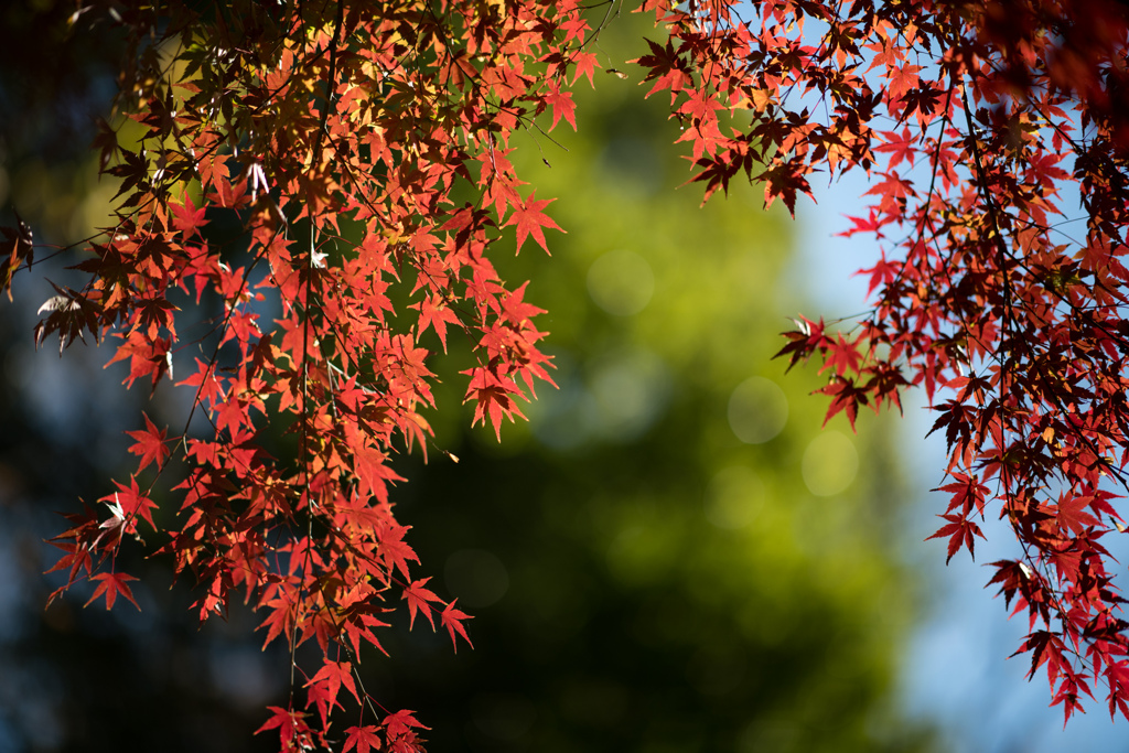 神代植物公園【園内のモミジ】①20211127