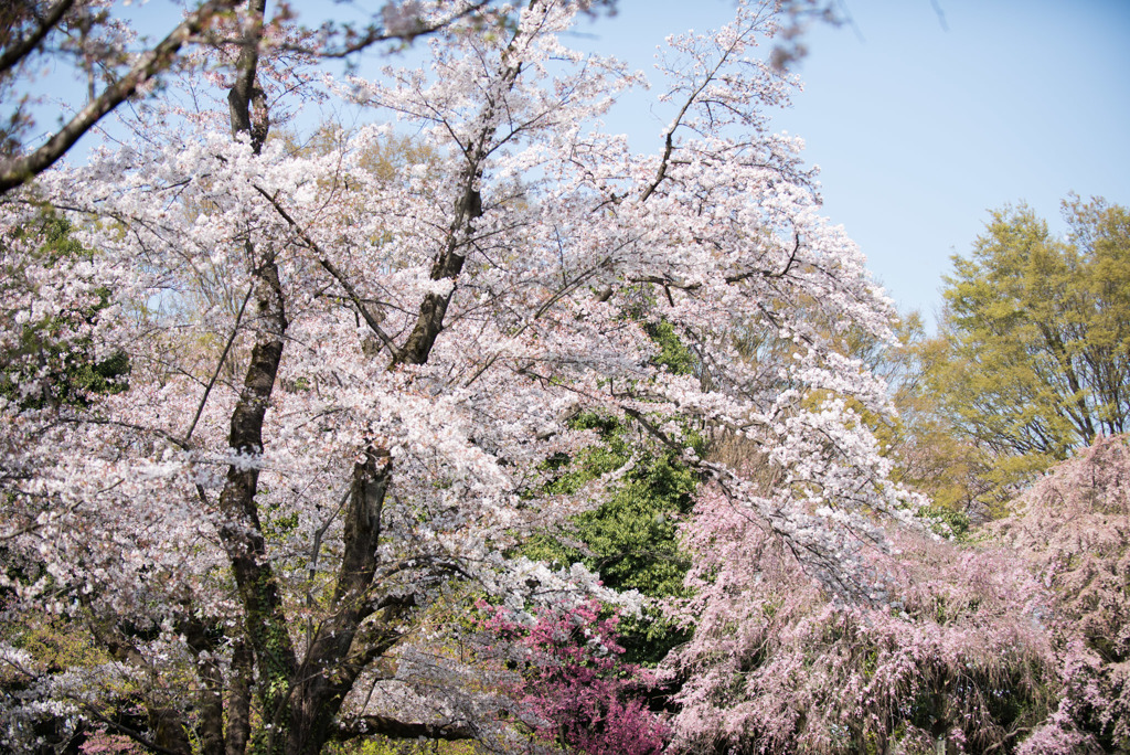 神代植物公園【さくら園の眺め】③20180331