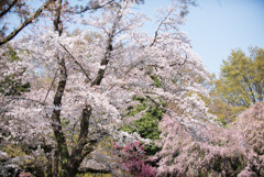神代植物公園【さくら園の眺め】③20180331