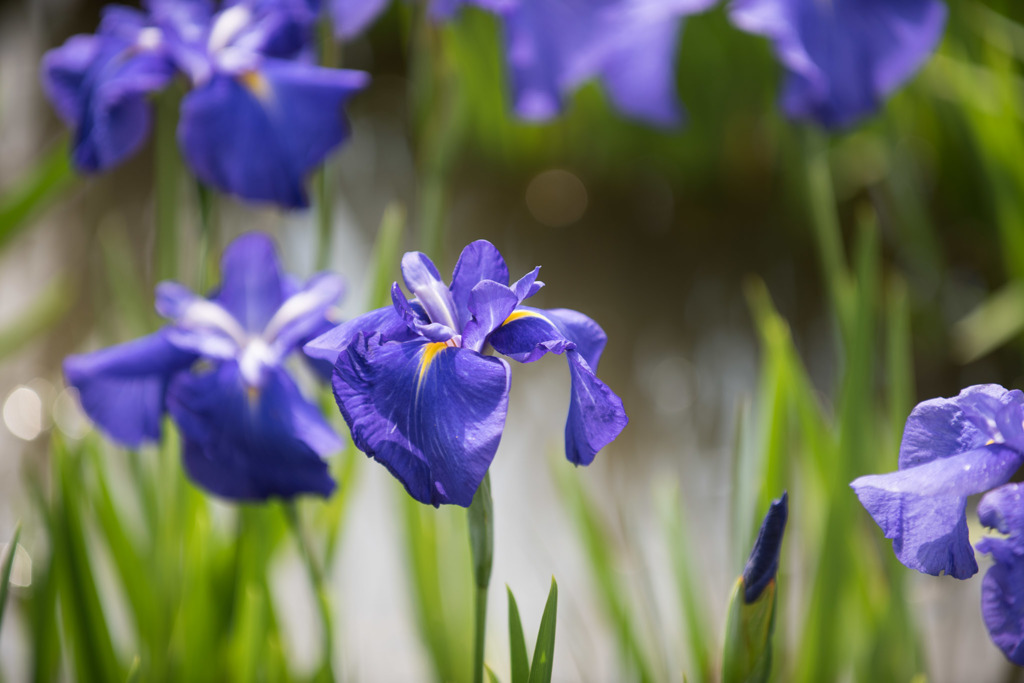 【横須賀菖蒲園(三河八橋)】20150606