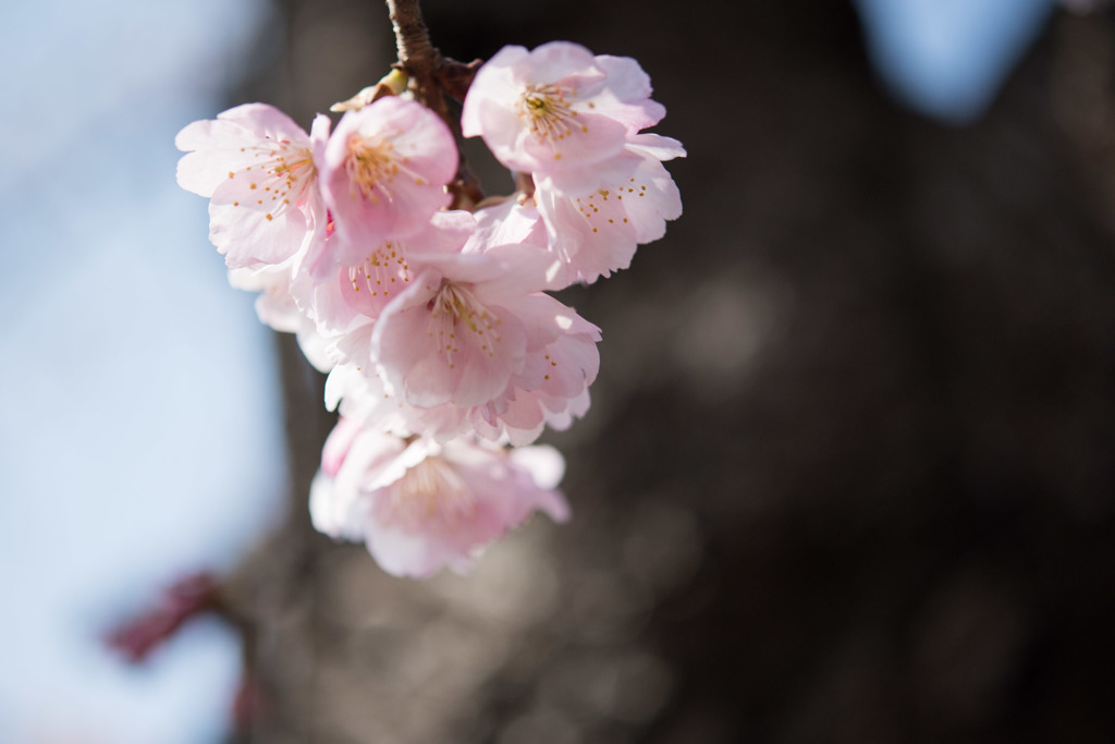 【大船植物園(大寒桜)】②20160305