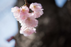 【大船植物園(大寒桜)】②20160305