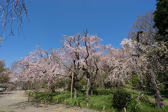 神代植物公園【八重紅枝垂桜】①20190413