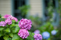 府中市郷土の森【旧府中町役場沿いのアジサイ】⑤20200614