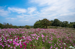 【昭和記念公園(花の丘)】①20141011