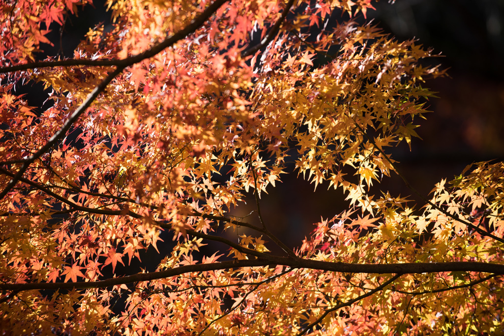 【薬師池公園：モミジ】②20141206