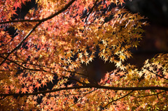 【薬師池公園：モミジ】②20141206