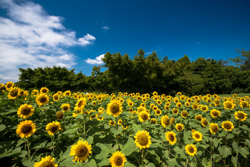 【昭和記念公園(ヒマワリ)】②20150809