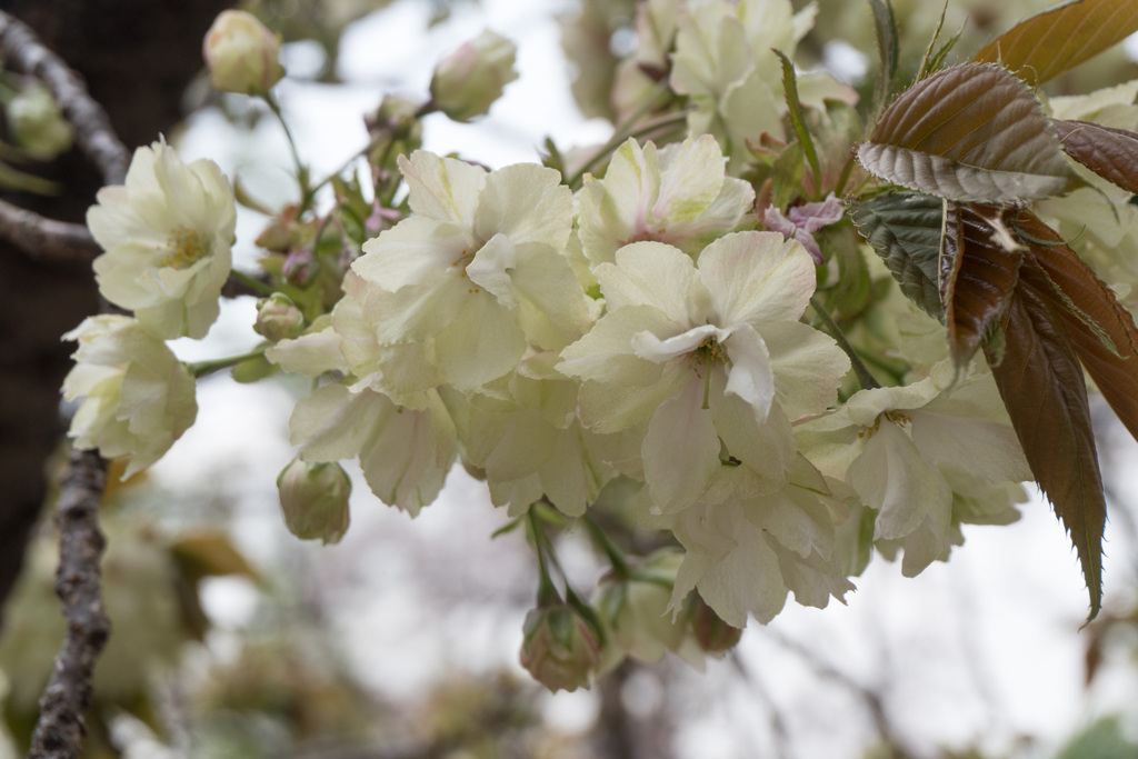 新宿御苑の桜【鬱金】20210401