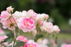大船植物園【薔薇：春の舞】20170518
