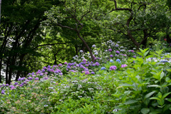 府中市郷土の森【アジサイの丘(アジサイ)】①20250620