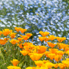 大船植物園【カリフォルニア・ポピー】②20170430