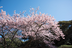 新宿御苑【寒桜】①20170204