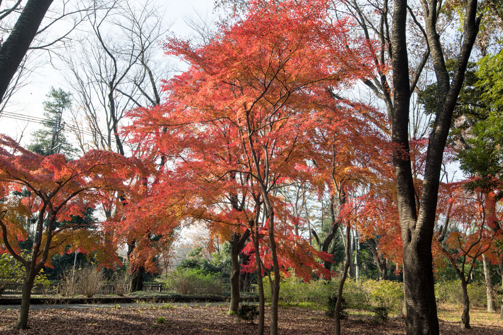 神代植物公園【自由広場の紅葉】⑧20201213