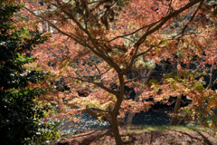 都心紅葉名所巡り【新宿御苑：日本庭園近辺の紅葉】②20201128