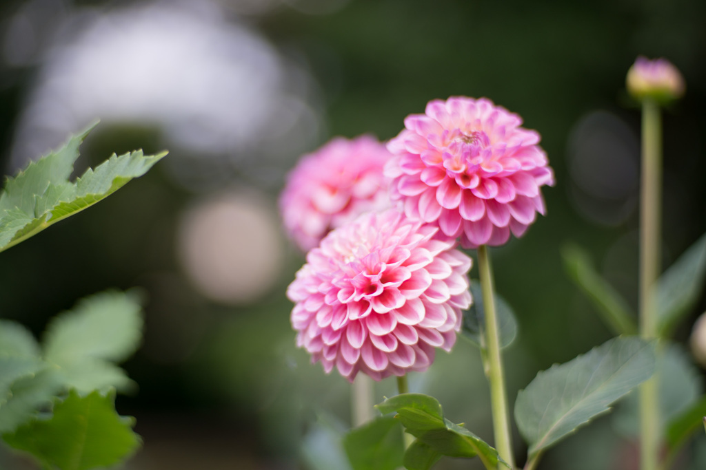神代植物公園【ダリア：ピュア】20210724