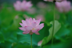 【ハス】20130715