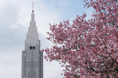 【新宿御苑(寒桜)】②20160312