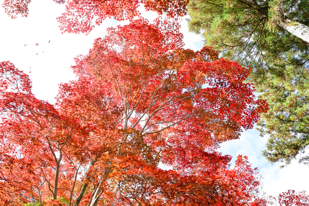 薬師池公園【薬医門への道沿いの紅葉】③20251119