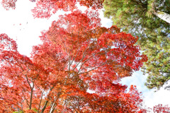 薬師池公園【薬医門への道沿いの紅葉】③20251119