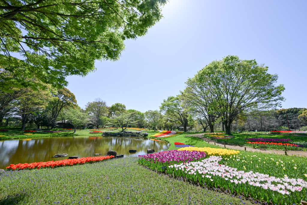 昭和記念公園【渓流広場の眺め(遠景)】②20250416