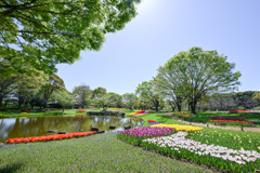 昭和記念公園【渓流広場の眺め(遠景)】②20250416