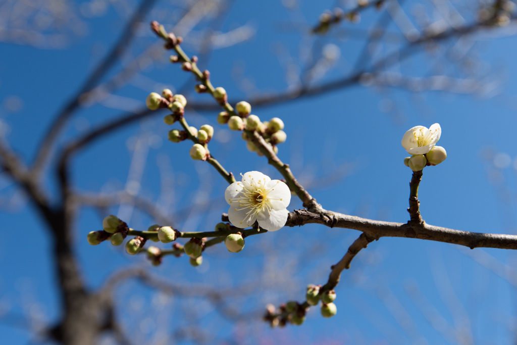 【小田原フラワーガーデン(月影)】①20150214